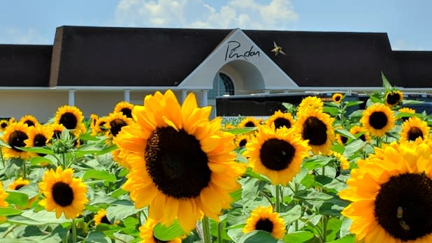 Sunflower field at Pindar Vineyards