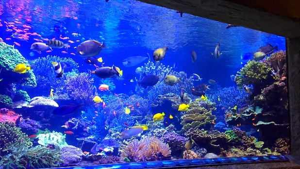 Long Island Aquarium