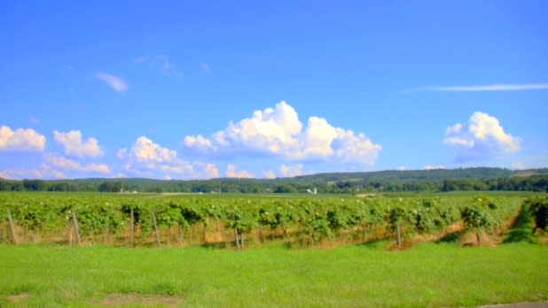 Vineyard outside the Lake Erie Grape Discovery Center