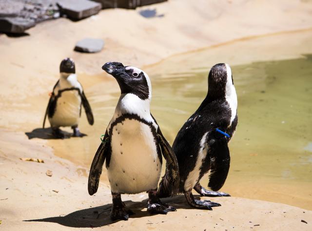 Penguins waddling across a habitat at Binghamton Zoo