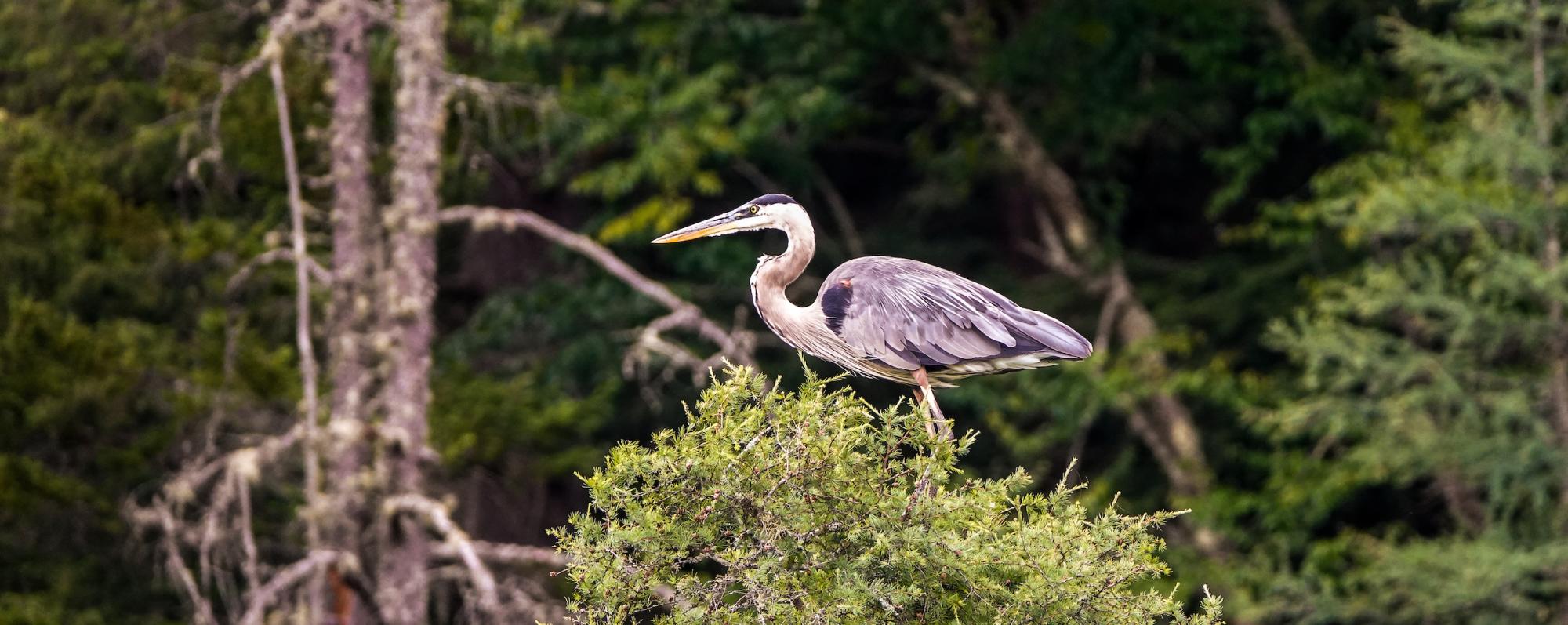 Great Blue Heron in Fish Creek