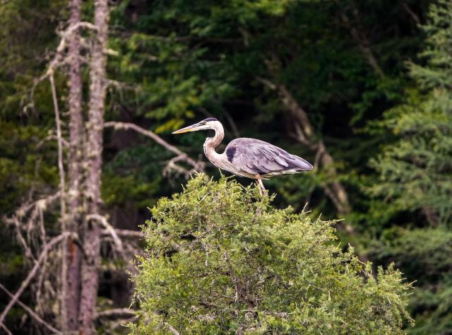 Great Blue Heron in Fish Creek