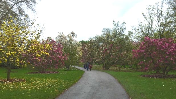 Trees and pathway at Highland Park, Rochester