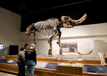 New York State Museum - Cohoes Mastodon 1487