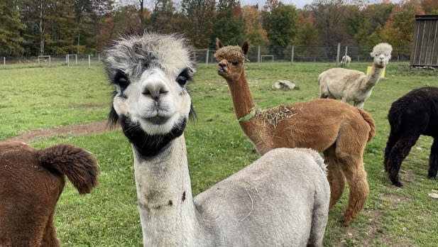 Gray, brown and black alpacas stand in a field at Buck Brook Alpacas