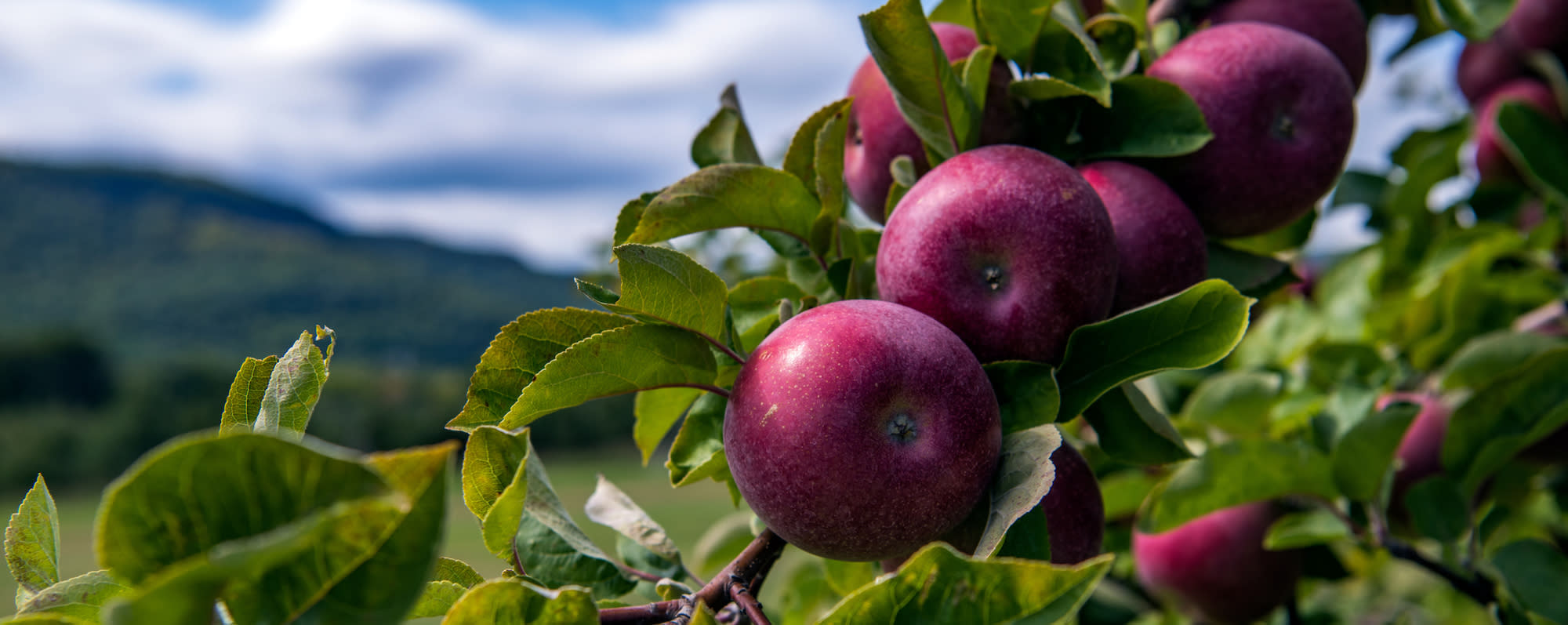 A picture of a bundle of apples on a tree at the Indian Ladder Farm