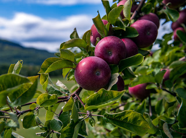 A picture of a bundle of apples on a tree at the Indian Ladder Farm