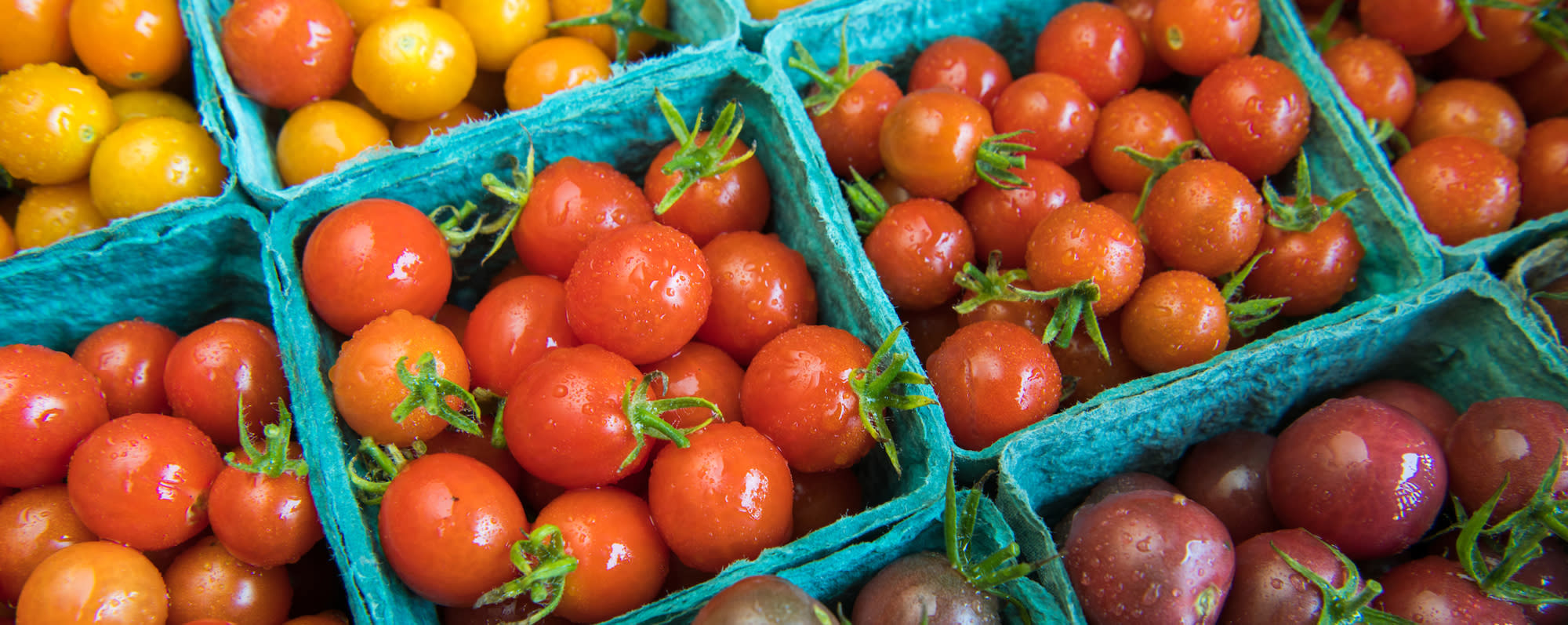 A picture of bins of tomatoes from Kent Family Growers