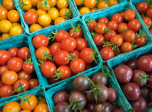 A picture of bins of tomatoes from Kent Family Growers