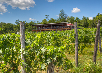 Robibero Family Vineyards