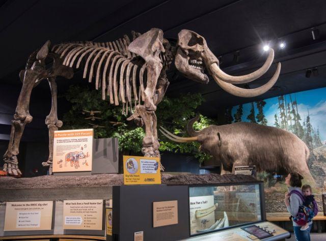 A photo of a skeleton of a mammoth at the Rochester Museum & Science Center