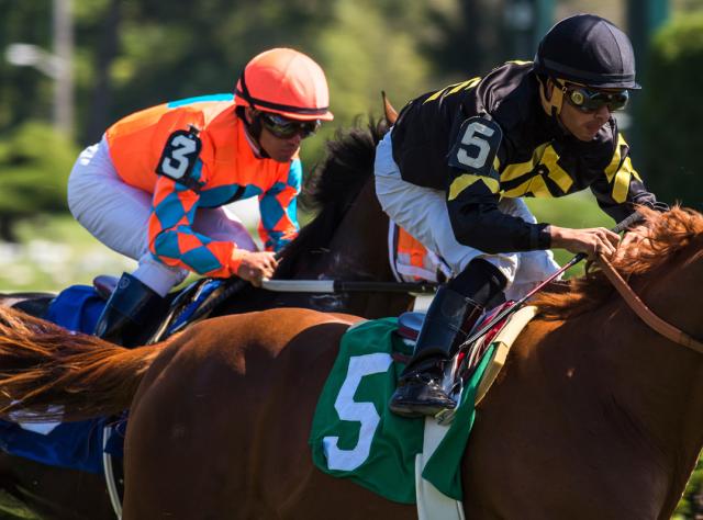 Two jockeys racing on their thoroughbred horses at the Saratoga Race Track