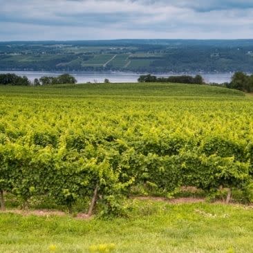 View of vineyard and seneca lake at lakewood vineyard