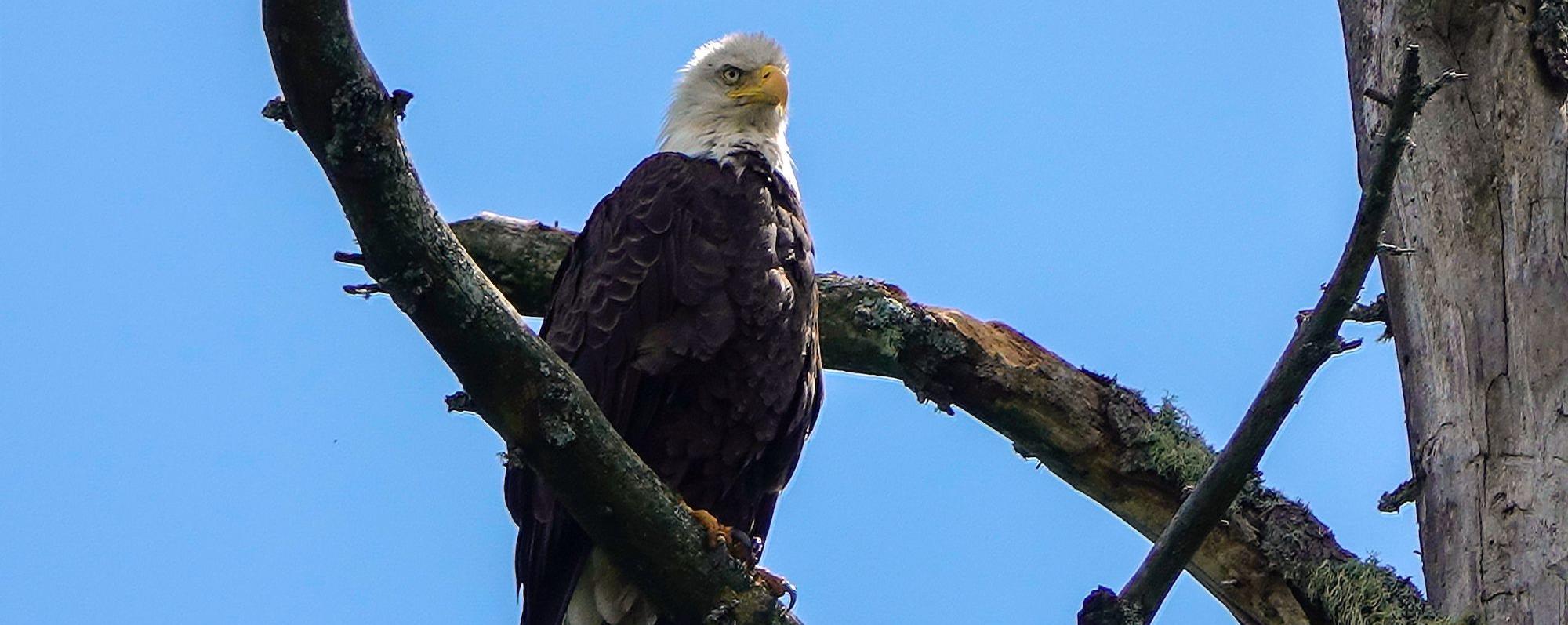 Bald Eagle perched in tree