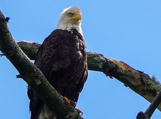 Bald Eagle perched in tree