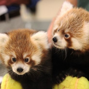 RED PANDA CUBS_Rosamond Gifford Zoo