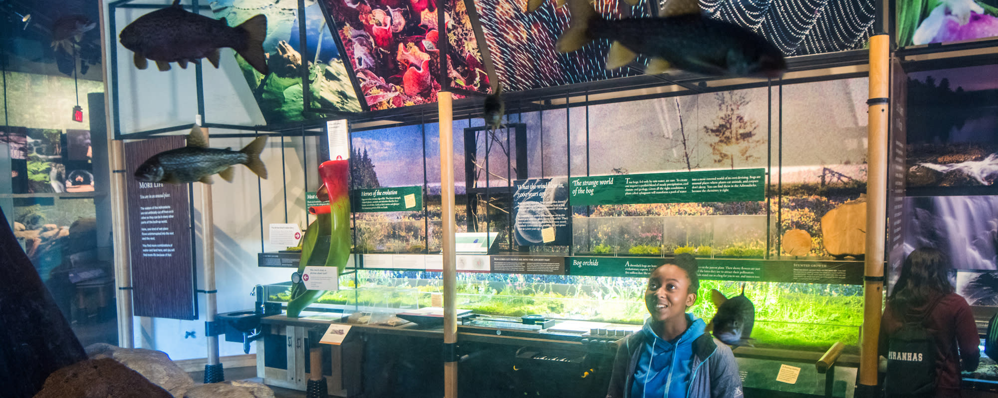 A girl looking at fish at the Wild Center in the Adirondacks