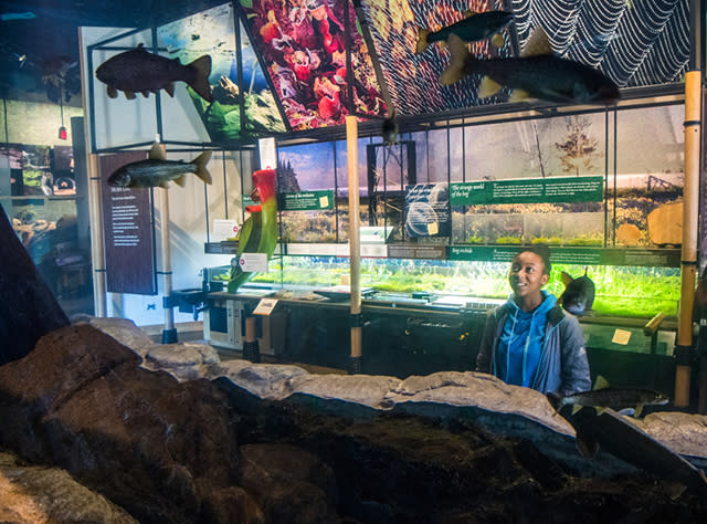 A girl looking at fish at the Wild Center in the Adirondacks