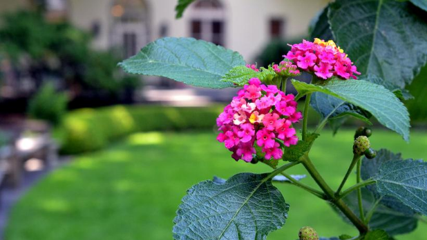 Lantana Camara in the Fragrance Garden the Brooklyn Botanic Garden