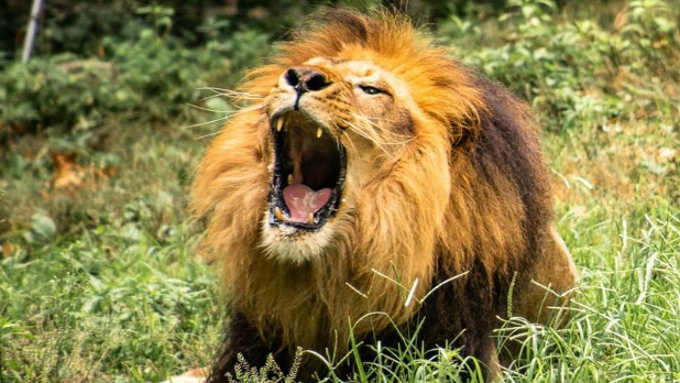 A lion roaring at the Bronx Zoo in NYC