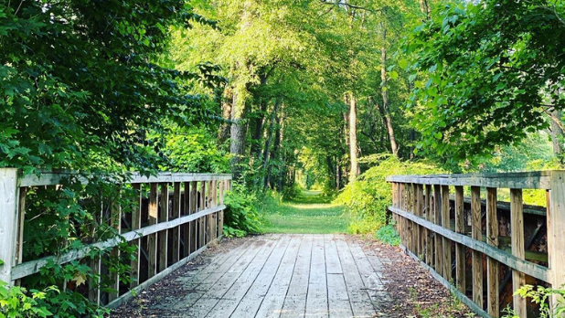 A wooden bridge leading to a forest trail